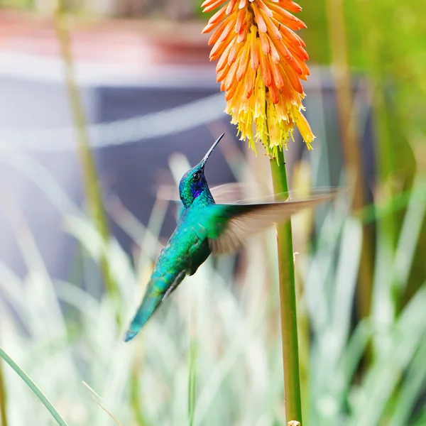 Beautiful blue green hummingbird flying over a tropical orange f — Stock Photo, Image