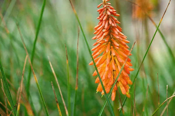 Piękny pomarańczowy kwiat tropikalnej kniphofia — Zdjęcie stockowe