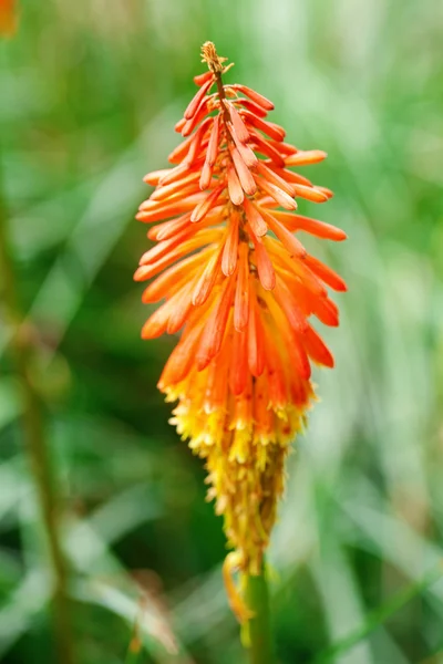 Όμορφο πορτοκαλί τροπικό λουλούδι της kniphofia — Φωτογραφία Αρχείου