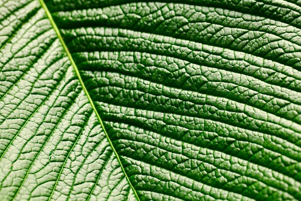 Macro background of green leaf — Stock Photo, Image