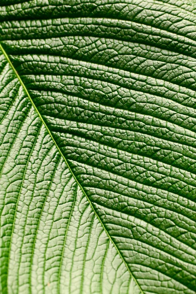 Makro pozadí zelených listů — Stock fotografie