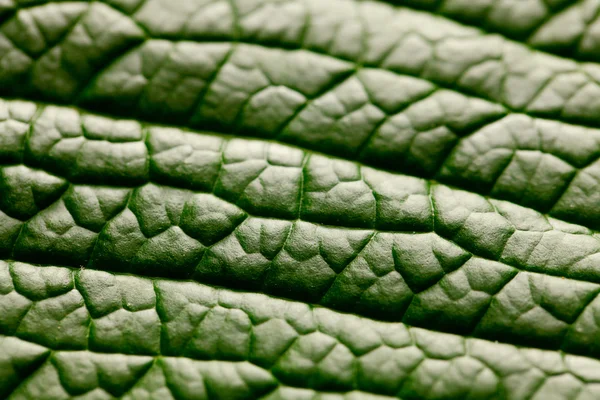 Macro background of green leaf — Stock Photo, Image