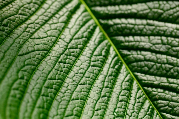 Macro background of green leaf — Stock Photo, Image