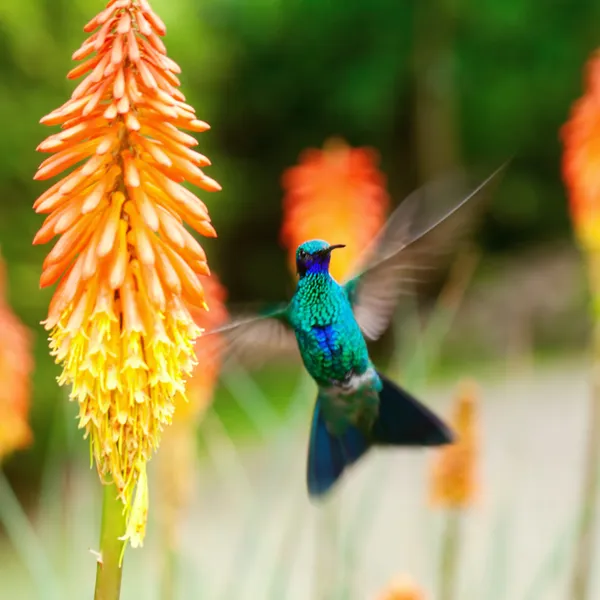 Beautiful blue green hummingbird flying over a tropical orange f — Stock Photo, Image