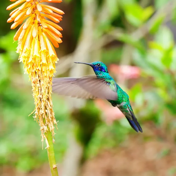 Beautiful blue green hummingbird flying over a tropical orange f — Stock Photo, Image