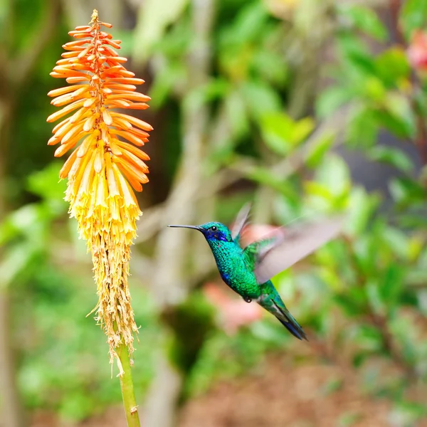 Schöner blaugrüner Kolibri fliegt über ein tropisches orangefarbenes f — Stockfoto