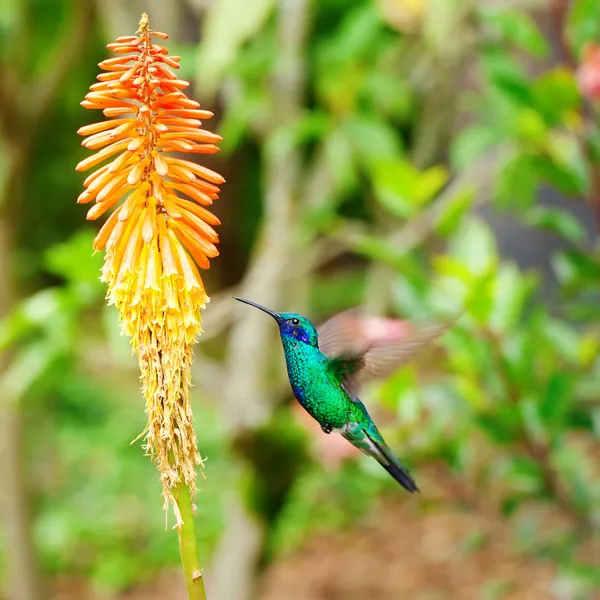 熱帯オレンジ f の上を飛んで美しい青い緑ハチドリ — ストック写真