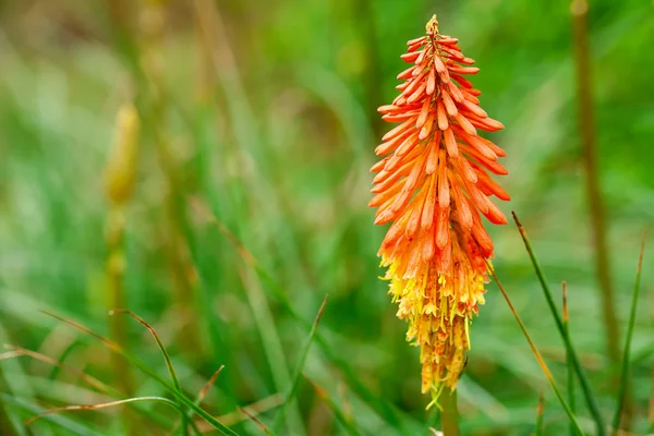 Bellissimo fiore tropicale arancione di kniphofia — Foto Stock