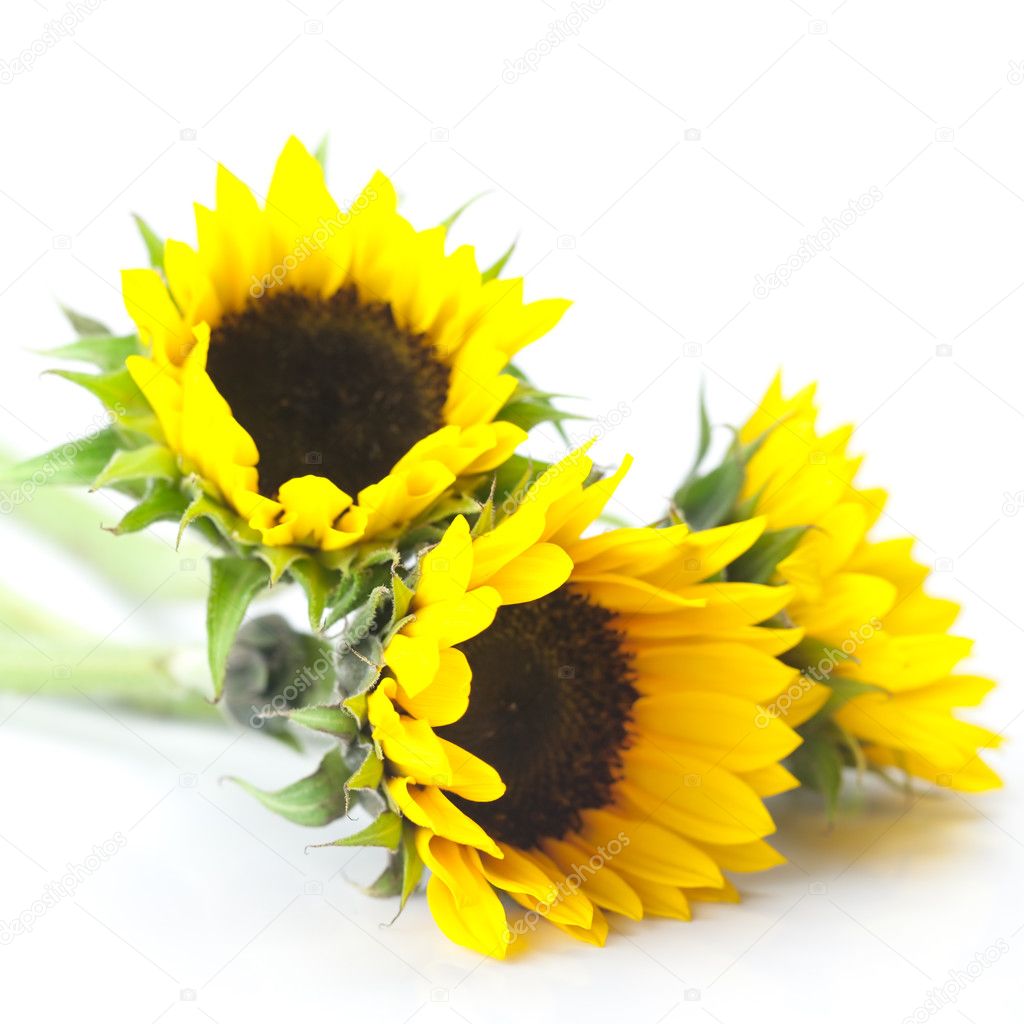 bouquet of three sunflowers isolated on white