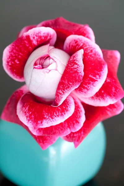 Необычная красная роза в вазе — стоковое фото