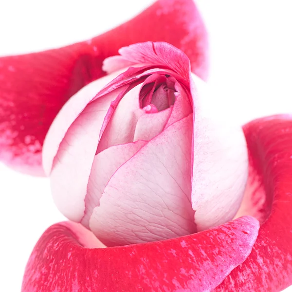 Ασυνήθιστα όμορφο κόκκινο τριαντάφυλλο απομονωθεί σε λευκό — Φωτογραφία Αρχείου