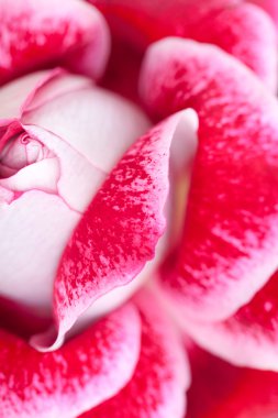 arka planını sıradışı güzel kırmızı gül