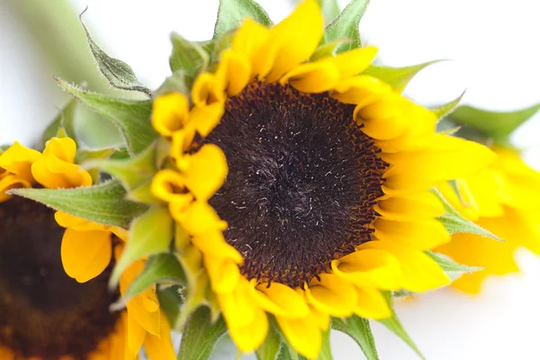 Bouquet de trois tournesols isolés sur blanc — Photo