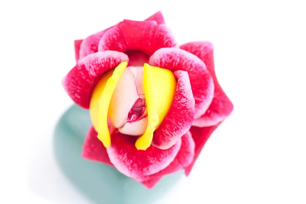 Ungewöhnlich schöne rote Rose in einer Vase — Stockfoto