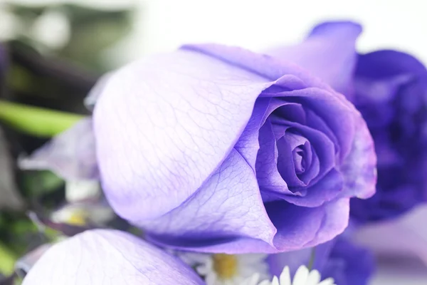 Makro tle piękne fioletowe róże — Zdjęcie stockowe