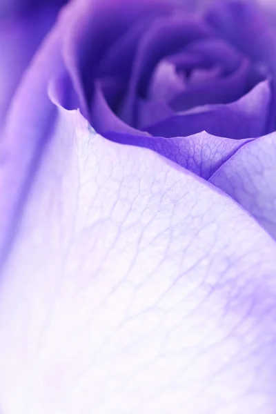 Makrohintergrund von schönen violetten Rosen — Stockfoto