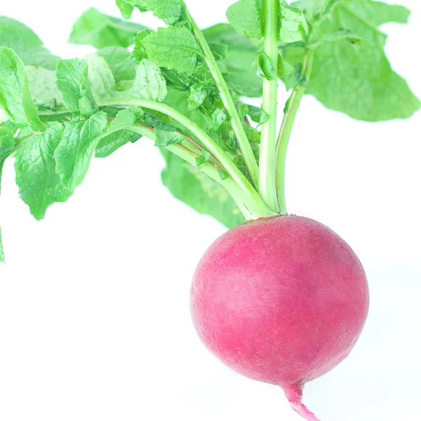 Radis rouge juteux aux feuilles vertes isolé sur blanc — Photo