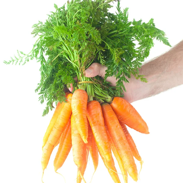Ein Bund Karotten mit grünen Blättern in der Hand eines Mannes, — Stockfoto