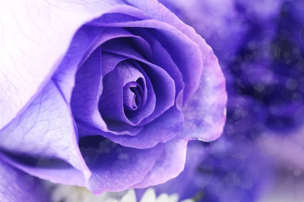 Makrohintergrund von schönen violetten Rosen — Stockfoto