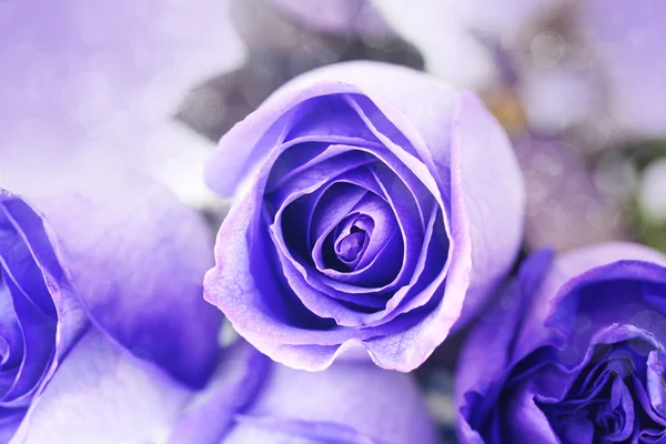 Makro pozadí krásné fialové růže — Stock fotografie