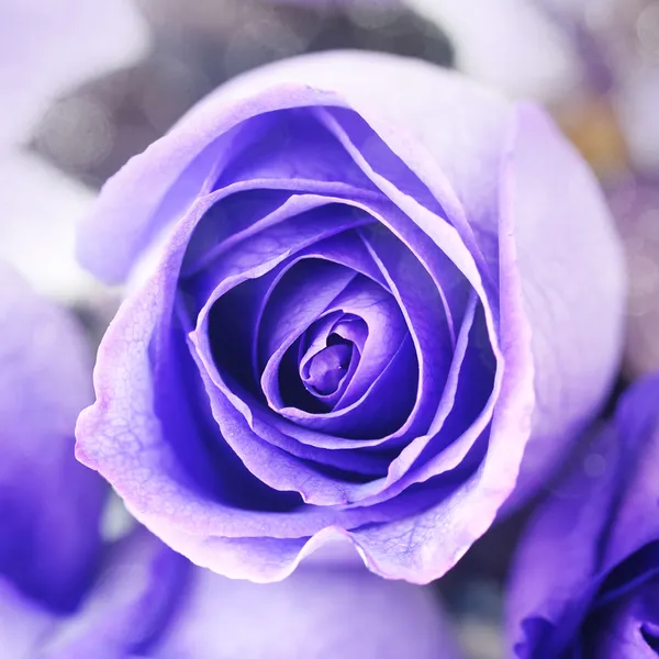Makro tle piękne fioletowe róże — Zdjęcie stockowe