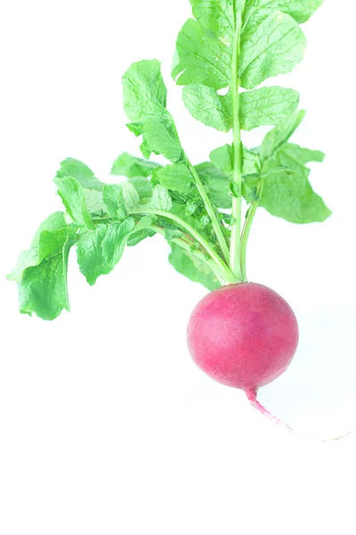 Juicy red radish with green leaves isolated on white — Stock Photo, Image