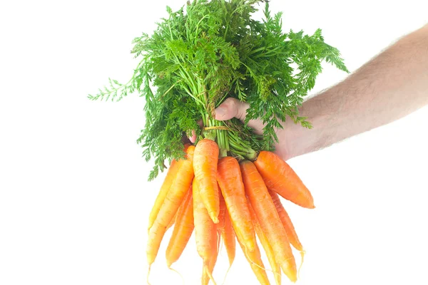 Bunch of carrots with green leaves in a man hand isolated on whi — Stock Photo, Image