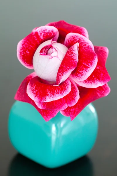 Unusual beautiful red rose in a vase — Stock Photo, Image