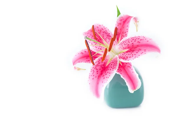 Beautiful lily in a vase isolated on white — Stock Photo, Image