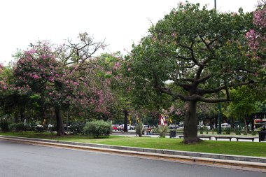 Park banklar ve ağaç görünümü