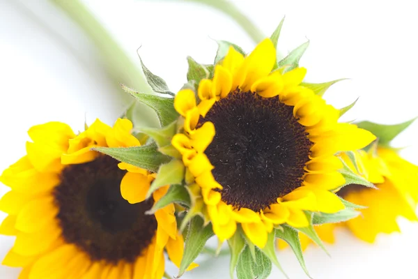Strauß von drei Sonnenblumen isoliert auf weiß — Stockfoto