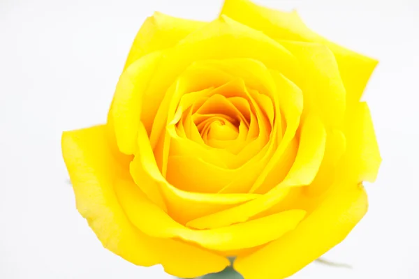 Rosa amarela bonita isolada no branco — Fotografia de Stock