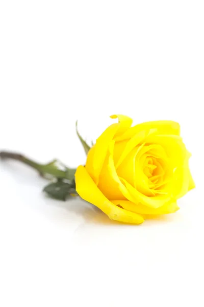 Hermosa rosa amarilla aislada en blanco — Foto de Stock