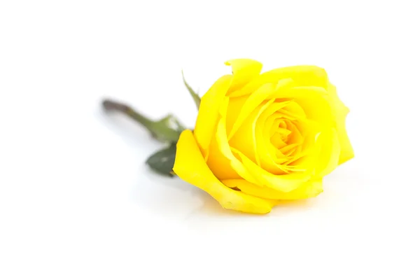 Belle rose jaune isolée sur blanc — Photo