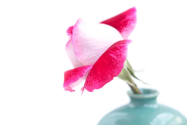 Insolite belle rose rouge dans un vase — Photo