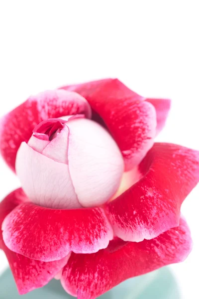 Incomum bela rosa vermelha em um vaso — Fotografia de Stock