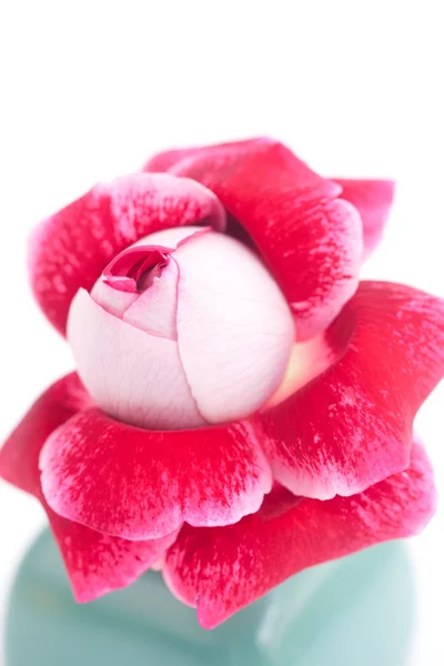 Unusual beautiful red rose in a vase — Stock Photo, Image