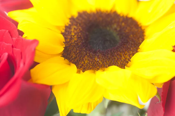 Bouquet of red roses and sunflower in a vase — Stock Photo, Image