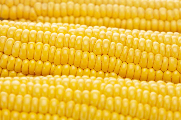 Pozadí zralé žluté kukuřice — Stock fotografie