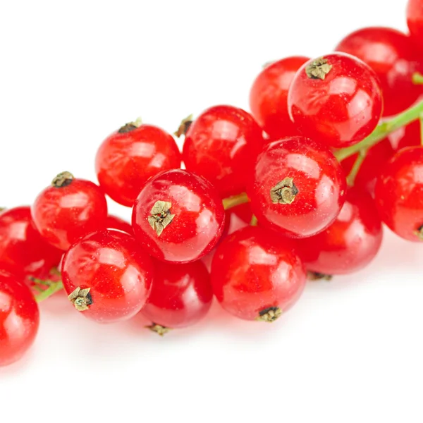 Branch of red currant isolated on white — Stock Photo, Image