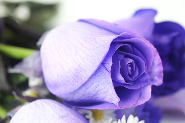 Macro background of beautiful violet roses — Stock Photo, Image