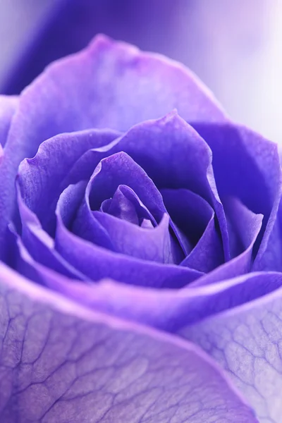 Makrohintergrund von schönen violetten Rosen — Stockfoto