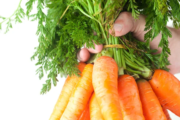 Bunch of carrots with green leaves in a man hand isolated on whi — Stock Photo, Image