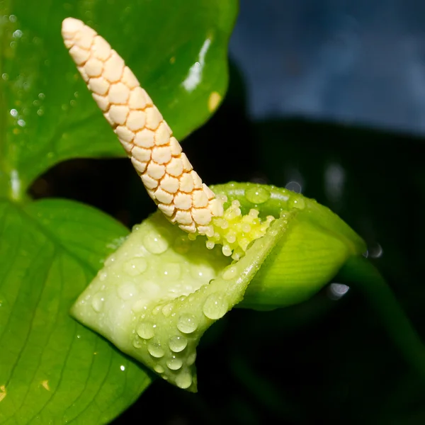 Anubias ดอกไม้ส่ง Anubias — ภาพถ่ายสต็อก