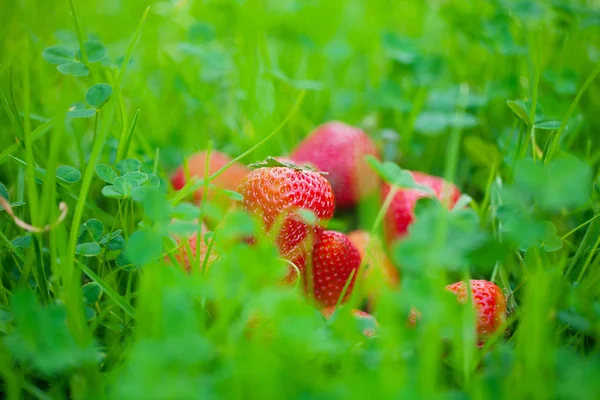 Fresas tumbadas sobre hierba verde — Foto de Stock