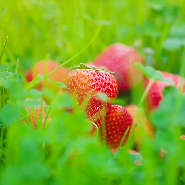 Strawberries lying on green grass — Stock Photo, Image