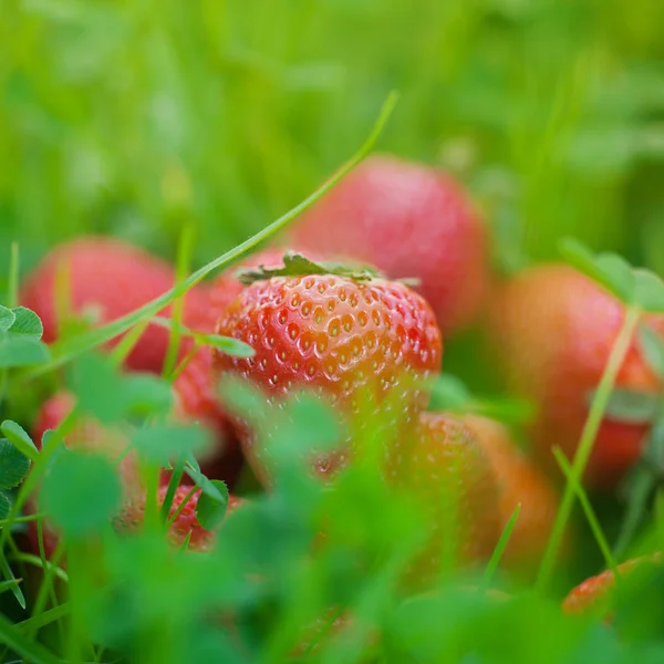 Jordgubbar på grönt gräs — Stockfoto