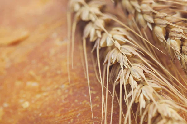 Bread and spikes isolated on white — Stock Photo, Image