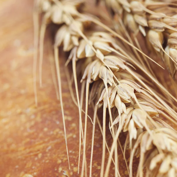 Background of bread and spikes — Stock Photo, Image