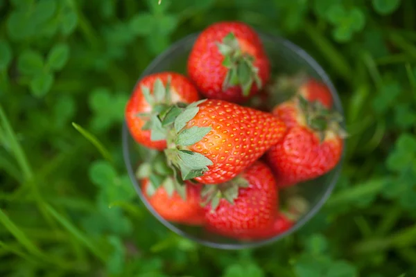 Φράουλες που βρίσκεται στο πράσινο γρασίδι — Φωτογραφία Αρχείου